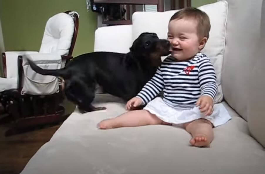 ダックスフンド,動画