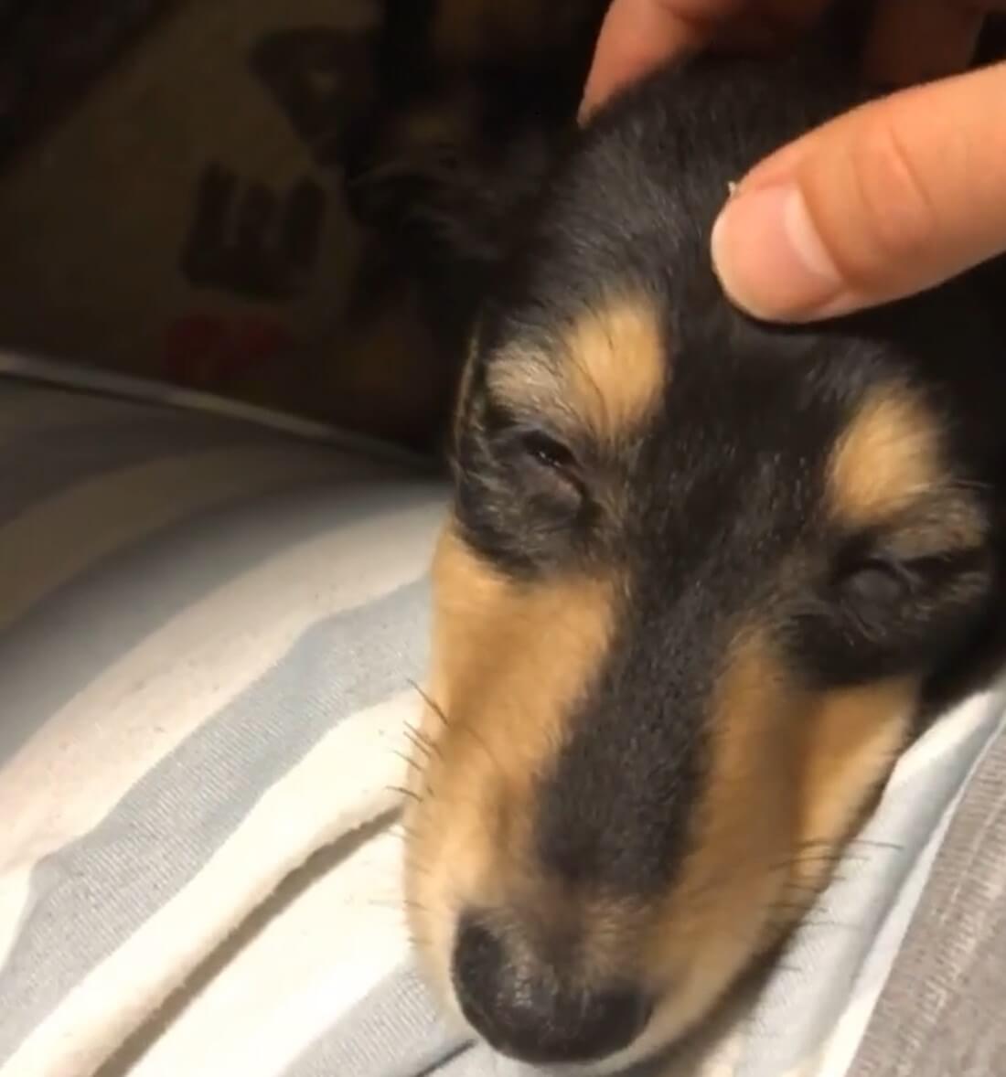 ダックスフンド,動画