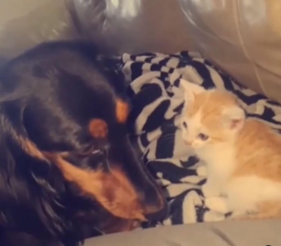 ダックスフンド,動画