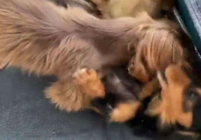 ダックスフンド,動画