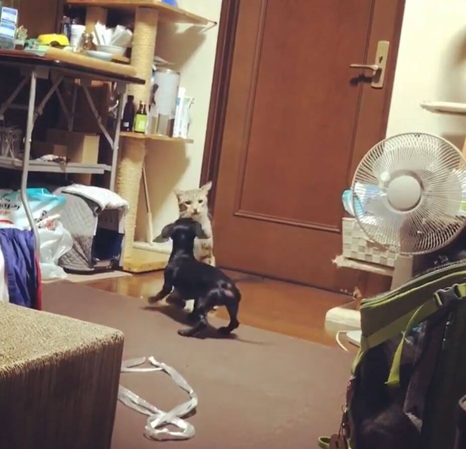 ダックスフンド,動画