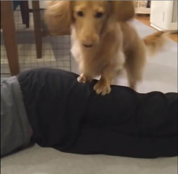 ダックスフンド,動画