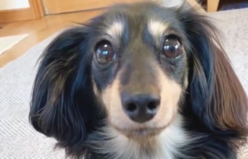 ダックスフンド,動画