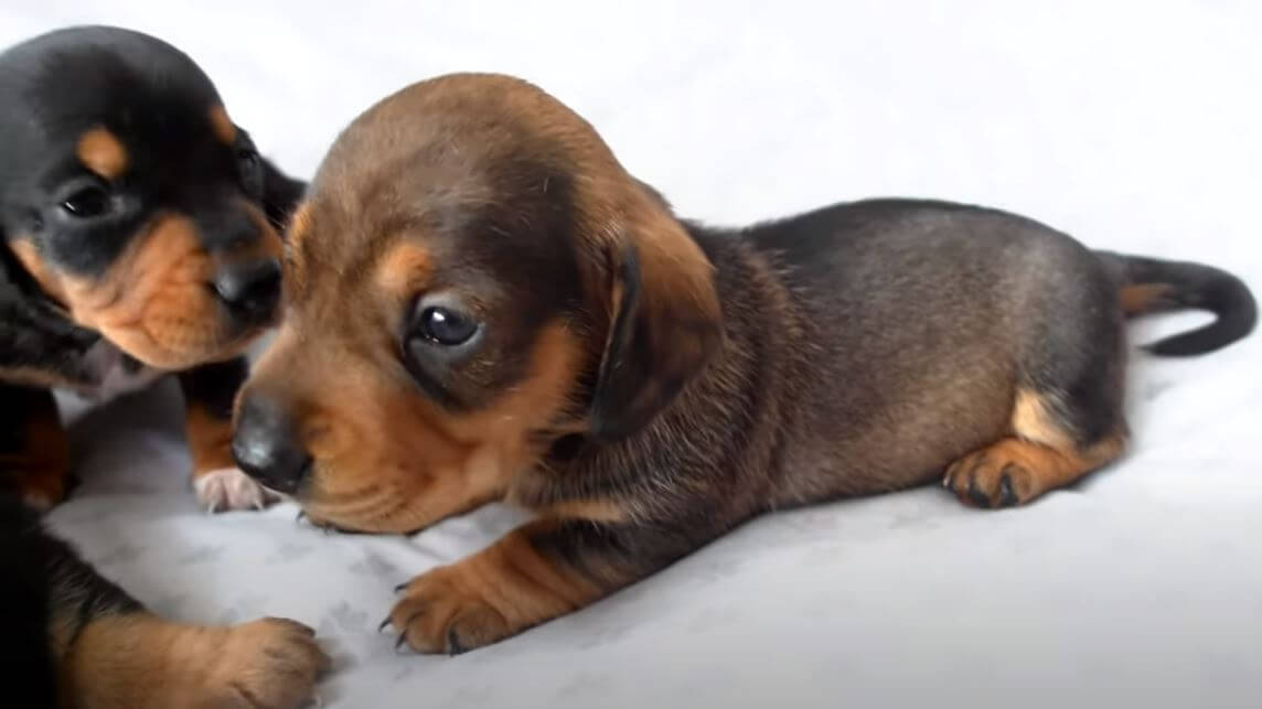 ダックスフンド,動画