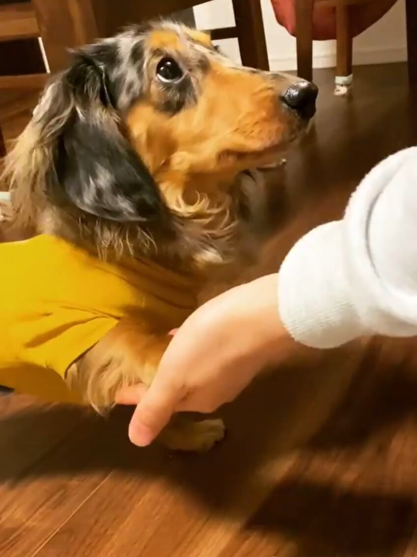 ダックスフンド,動画