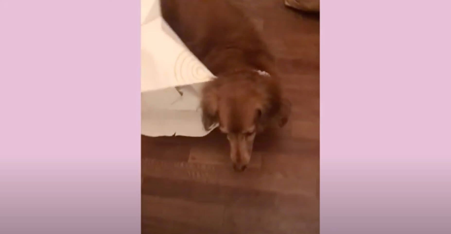 ダックスフンド,動画