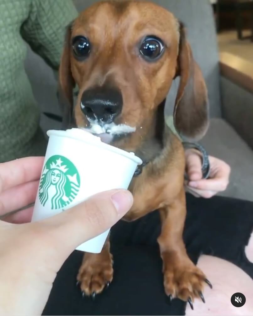 ダックスフンド,動画