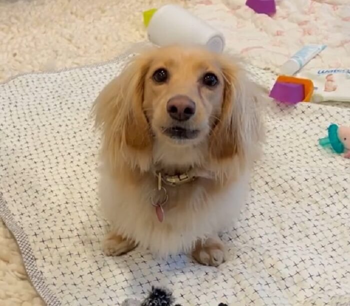 ダックスフンド,動画