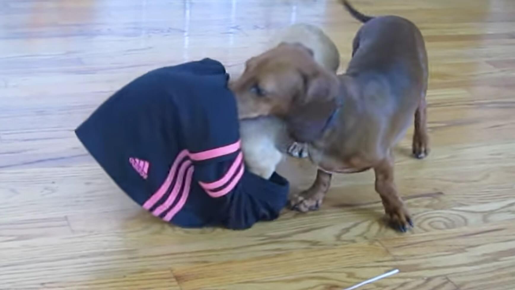 ダックスフンド,動画