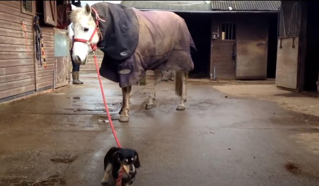 ダックスフンド,動画