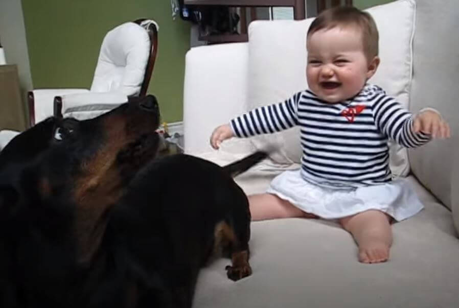 ダックスフンド,動画