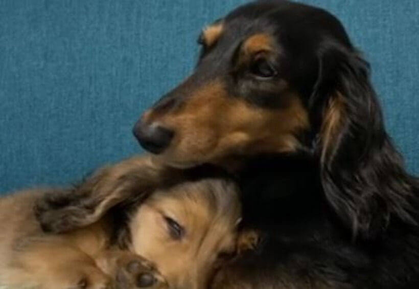 ダックスフンド,動画