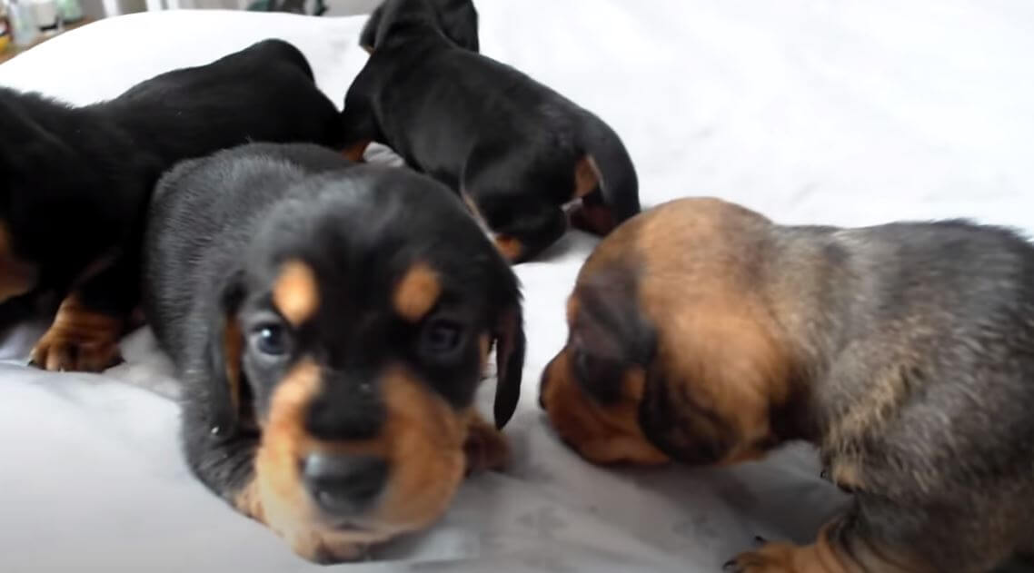 ダックスフンド,動画