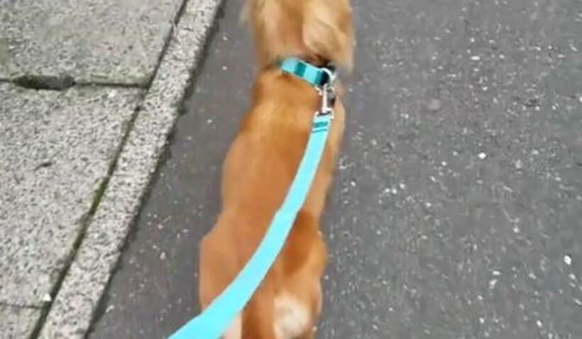 ダックスフンド,動画