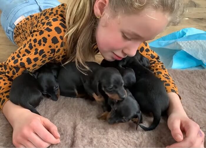 ダックスフンド,動画