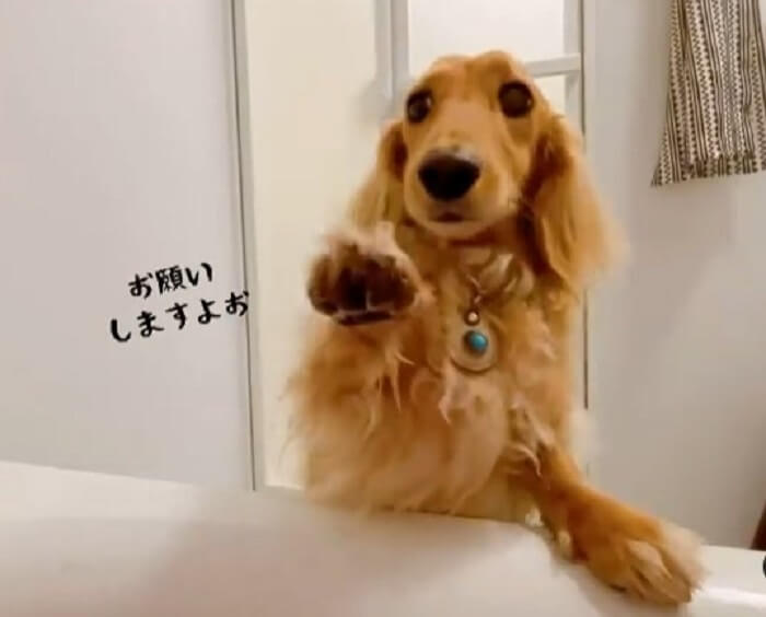 ダックスフンド,動画