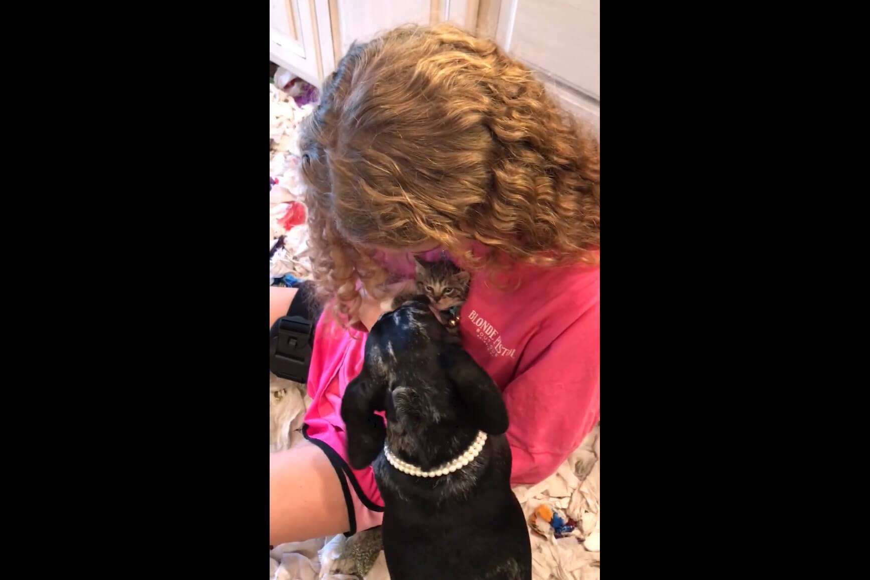 ダックスフンド,動画