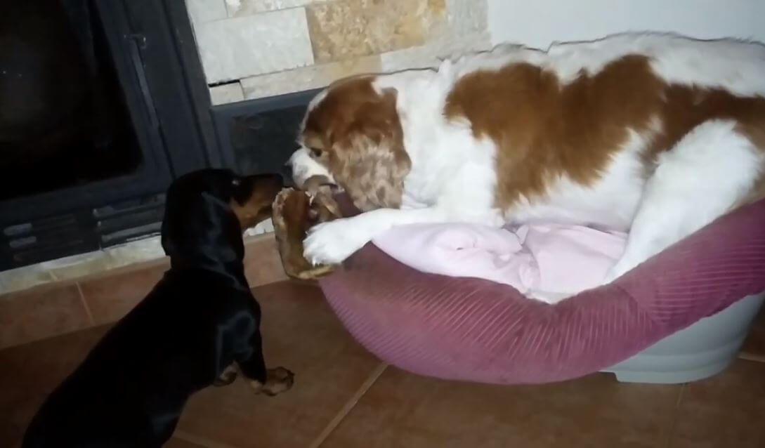 ダックスフンド,動画