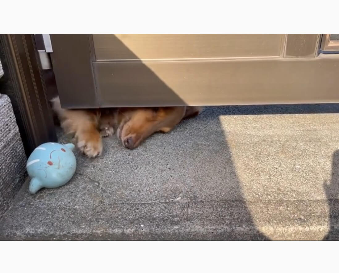 ダックスフンド,動画