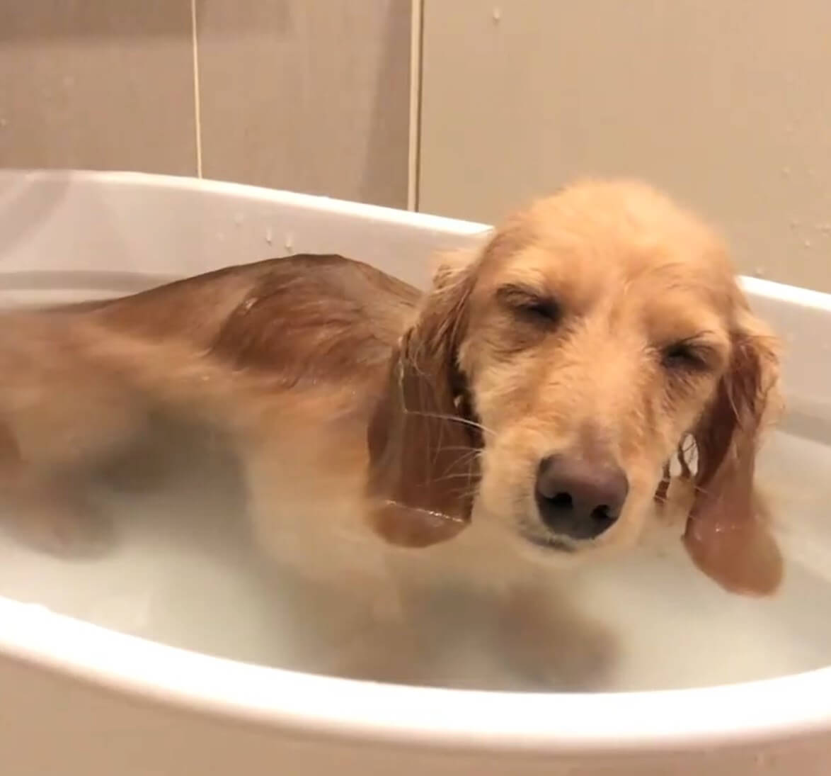 ダックスフンド,動画