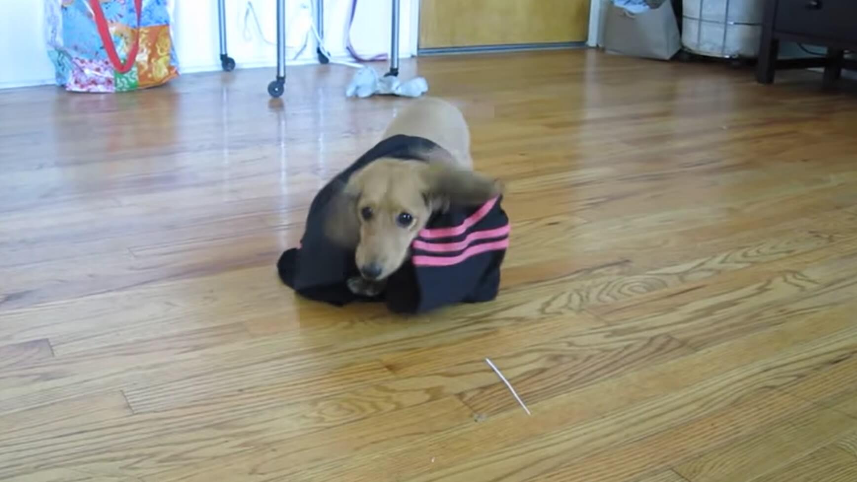 ダックスフンド,動画