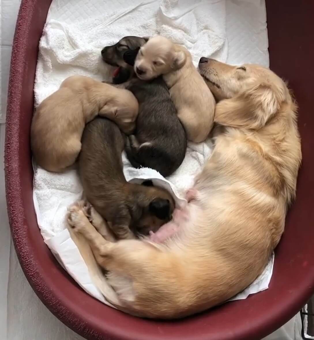 ダックスフンド,動画