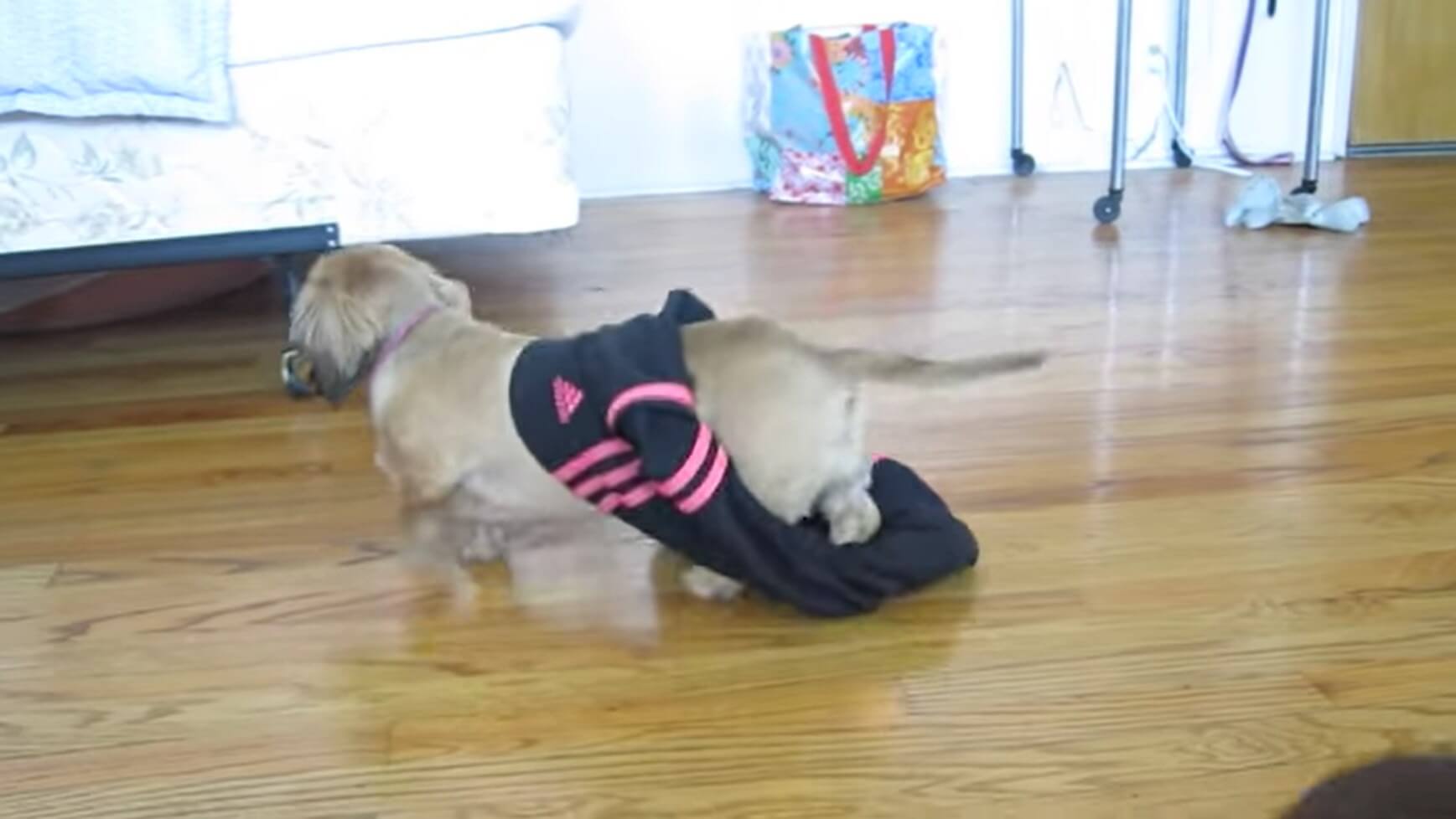 ダックスフンド,動画