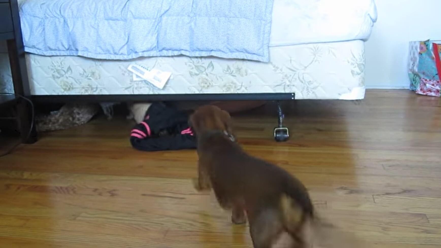 ダックスフンド,動画