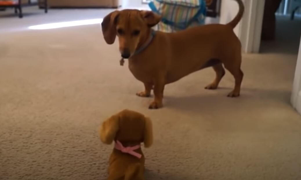 ダックスフンド,動画