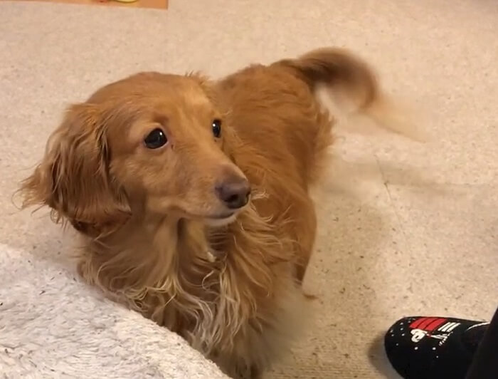 ダックスフンド,動画