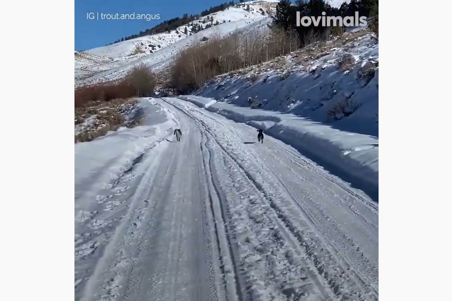 ダックスフンド,動画