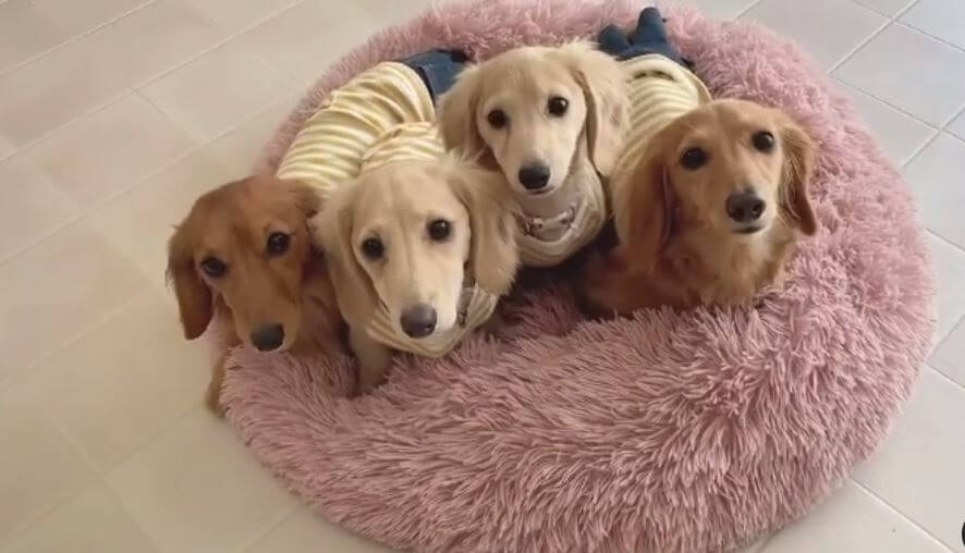 ダックスフンド,動画