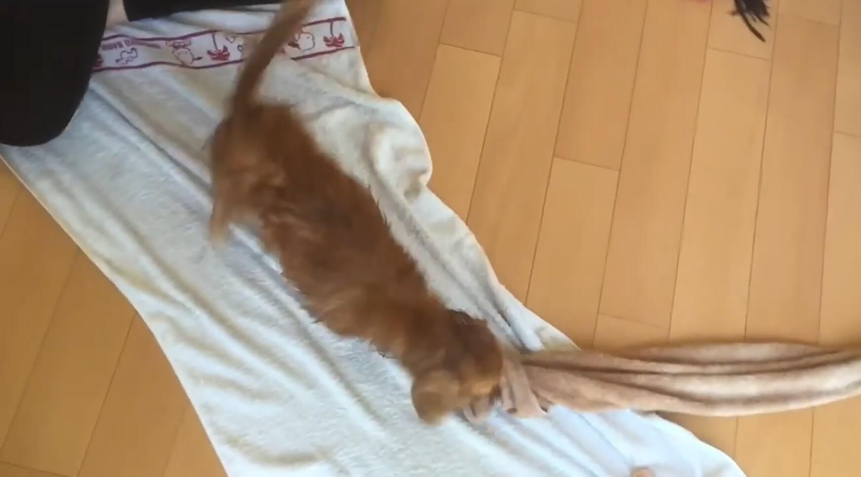 ダックスフンド,動画