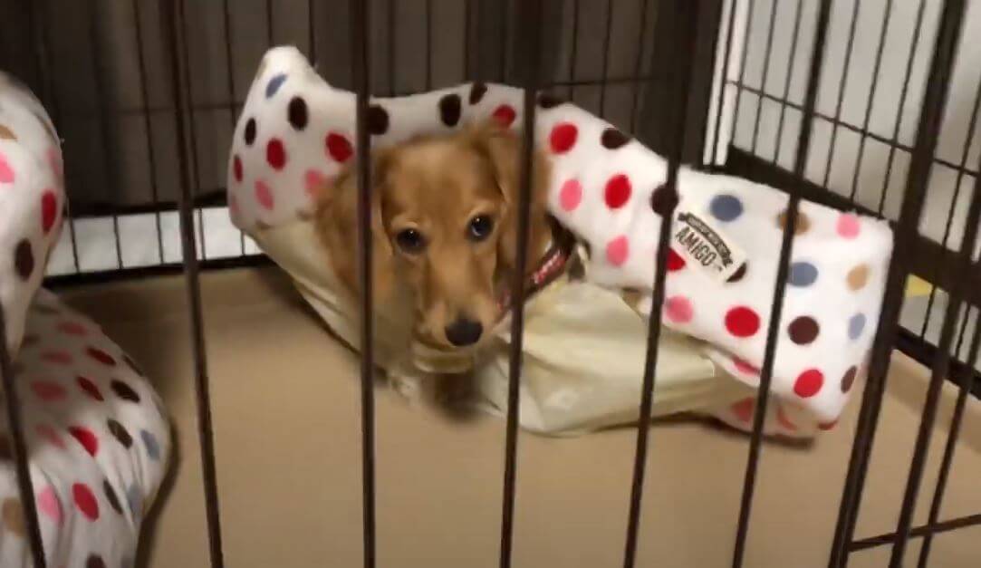 ダックスフンド,動画