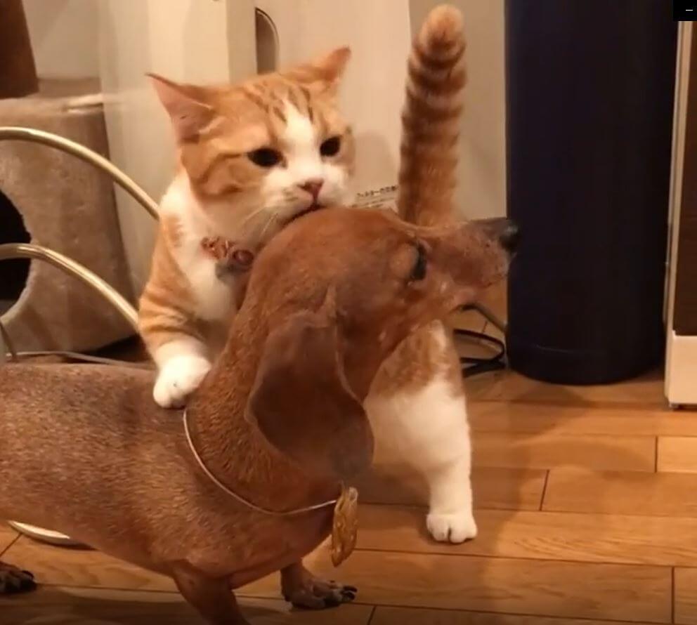 ダックスフンド,動画