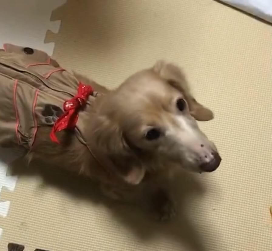 ダックスフンド,動画