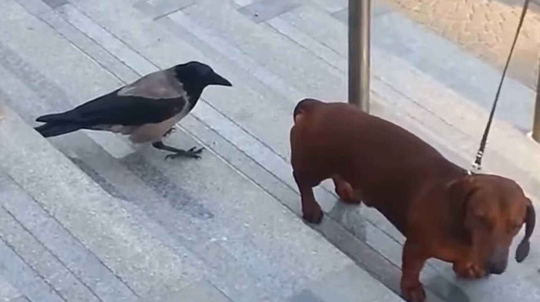 ダックスフンド,動画