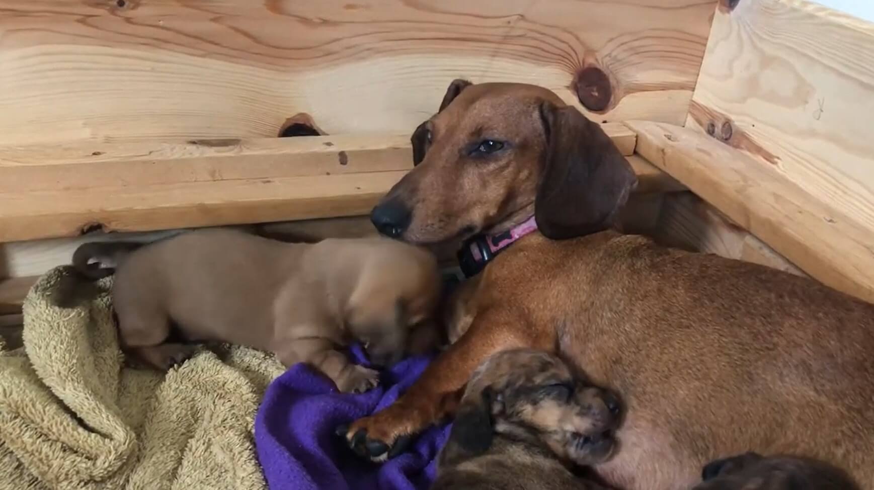 ダックスフンド,動画