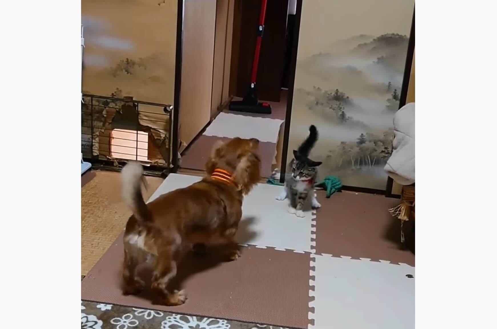 ダックスフンド,動画