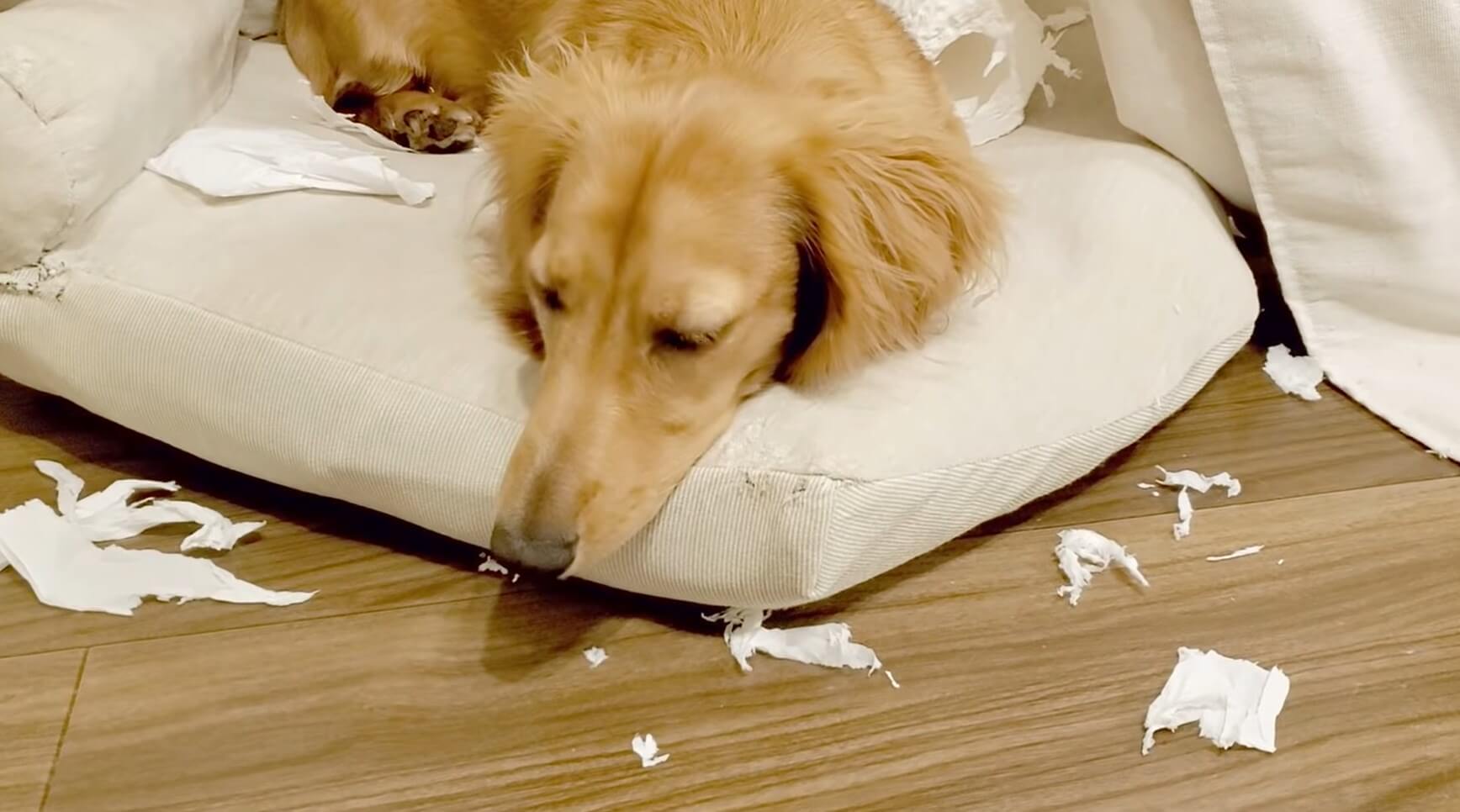 ダックスフンド,動画