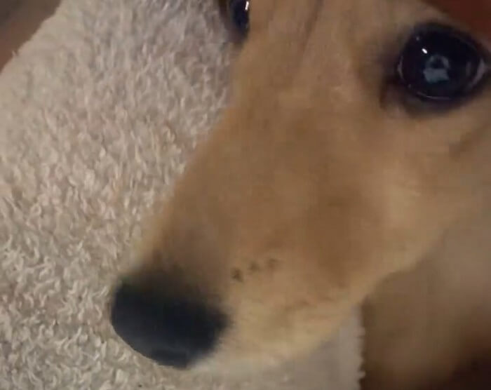 ダックスフンド,動画