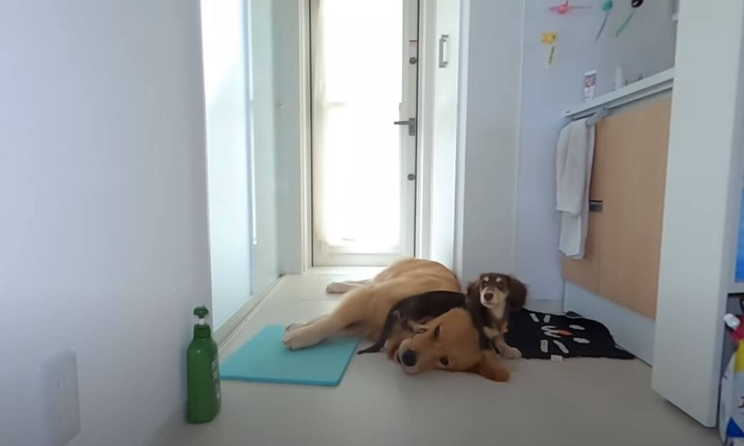 ダックスフンド,動画