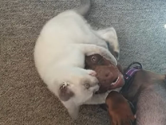 ダックスフンド,動画