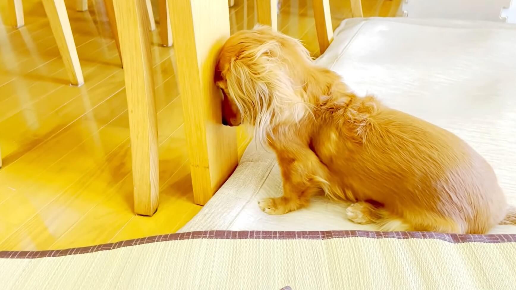 ダックスフンド,動画