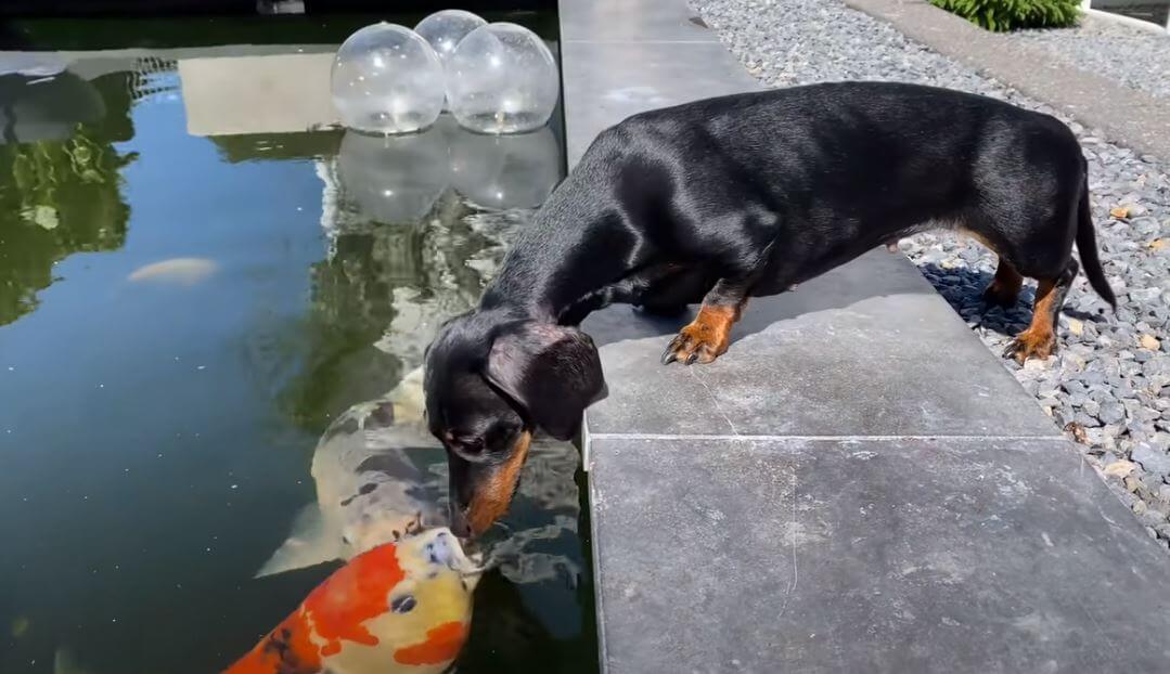 ダックスフンド,動画