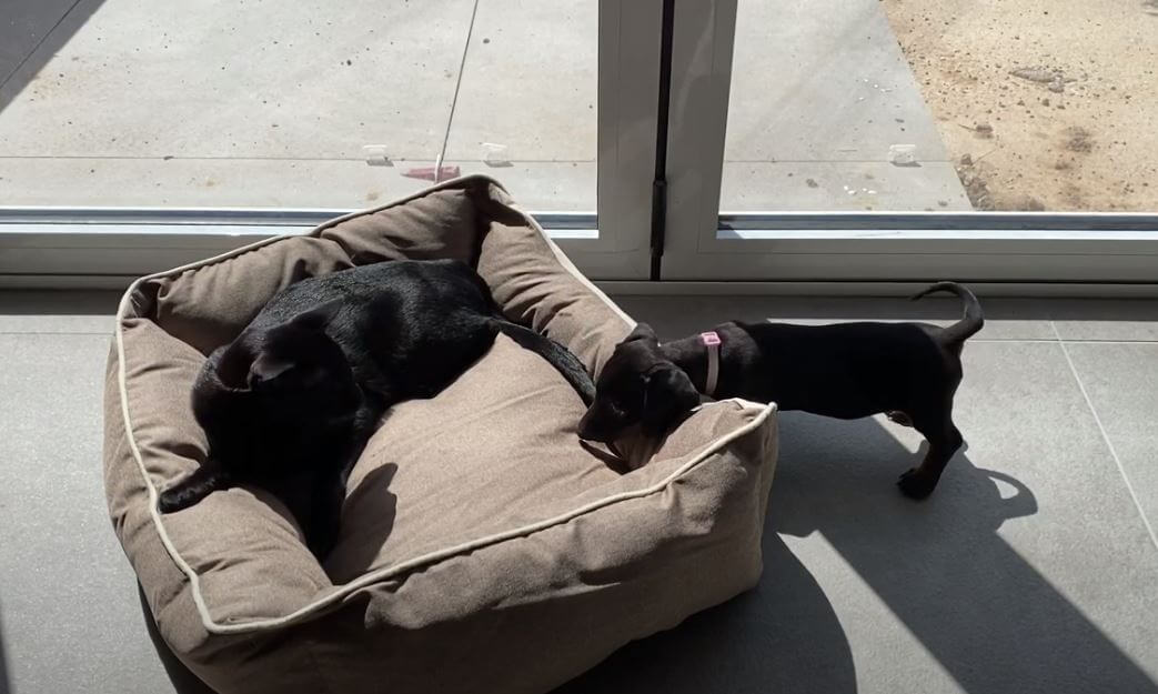 ダックスフンド,動画