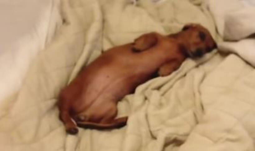 ダックスフンド,動画