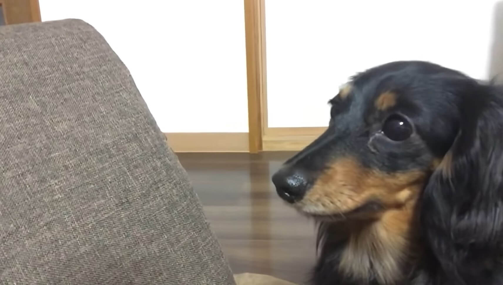 ダックスフンド,動画