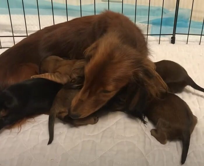 ダックスフンド,動画