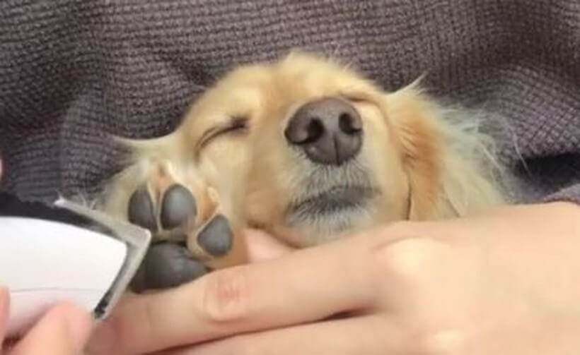 ダックスフンド,動画